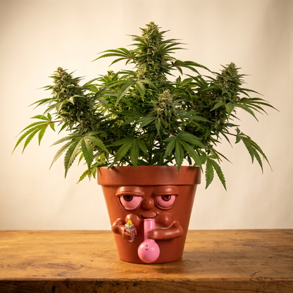 BakedPots